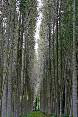 deep-into-wild:  Among The Trees by Lucas Planelles -Wildlife