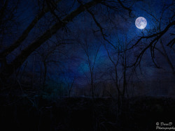 gruesomebeast:  Nightlight (by DaraDPhotography)