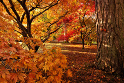 janeantlers:  Seasons Change by andrewcoswayphotography on Flickr.