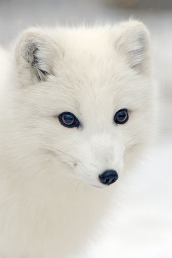 llbwwb:  Beautiful Artic Fox (by affinity579) 