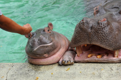 son-pereda:  Sora, Pygmy Hippo girl born on 4 may 2012 with mum