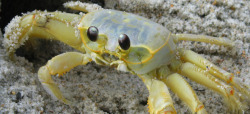 fyeah-seacreatures:  Ghost Crab 