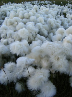 s-kulls:  i found cotton through a fence in southwark london