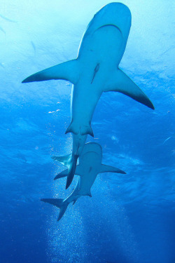 thelovelyseas:  Caribbean Reef Sharks - Bahamas - April 2009