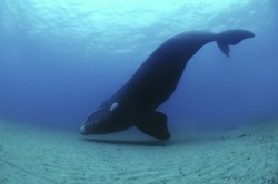 earthlynation:  southern right whale source 