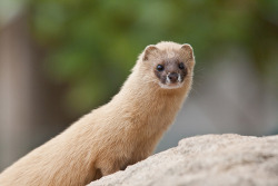 animals-plus-nature:  Siberian Weasel at Longleat Safari Park