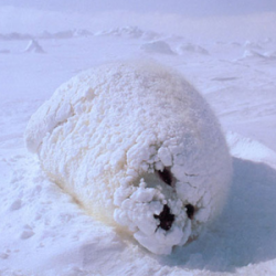 machistado:  This time I googled “fat baby seal” and found