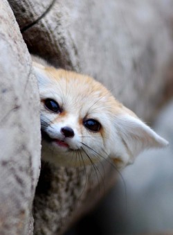 ofela:  Fennec fox 