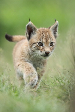 beautiful-wildlife:  Lynx Cub 