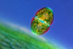 scinerds:  Incredibly Small: Best Microscope Photos of the Year