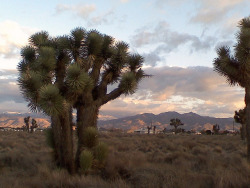 neodly:  Calif. High Desert on Flickr. Photo by Neodly 