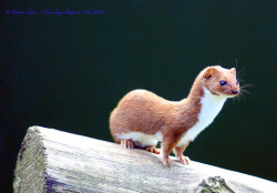 deadcock:  deadcock: On the lookout… Least Weasel - Mustela