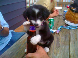 blogdehumor:  Perro abriendo un botellín de cervezahttp://blogdehumor.tumblr.com/