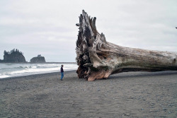    Giant driftwood on the beach at La Push, Washington (2010)