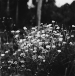 Little white flowers will NEVER awaken you. [Gloomy Sunday]