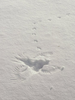 heysimba:  I think a bird fell in the snow and then walked away.