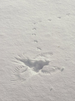 heysimba:   I think a bird fell in the snow and then walked away.