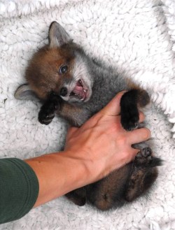 magicalnaturetour:  This fox is called a chuckle. It seems more