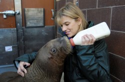 theanimalblog:  Mitik, an orphaned walrus calf rescued off the