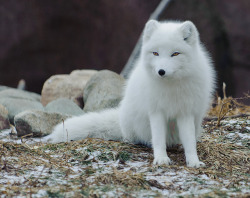 animals-plus-nature:  Artic Fox - January 2011 by C E Andersen