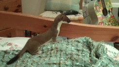 castayel:  vodka-and-espresso:  fresnel149:  This is not a ferret,