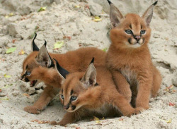 funnywildlife:   a trio of caracal cubs by strain45 on Flickr.