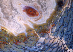 biocanvas:  A 15-times magnified image of a dinosaur bone from