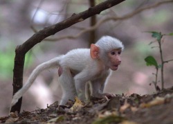funnywildlife:  The first glimpse of a “white” baby baboon
