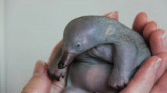 thepatronsaintoflostcauses:   Baby platypuses are called “puggles”