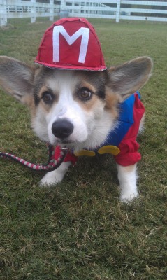 corgiaddict:  It’s me, Mario!  Submitted by Sarah