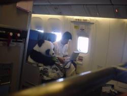 deepbreathsanddeath:  This is a real panda! China has this “panda