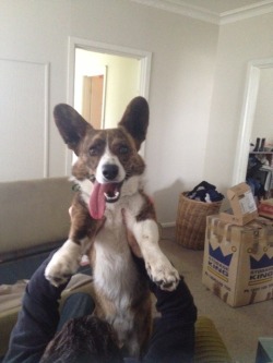 corgiaddict:  Maximum Derp achieved -Playing with dad while we