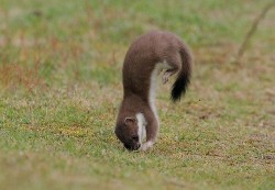 maxacola:  one more stoat FUN FACT: i have a folder in my Pictures