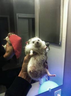 nostopdasspooky:  bunnyfood:  Thor, Hedgehog of Thunder (via)