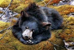 mirkokosmos:  a Bear