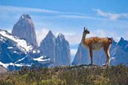 More picturesque guanaco vistas