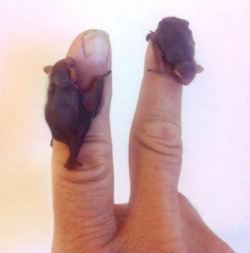 devildoll:morrissarty: mysticmistake:  Bumblebee bats will forever