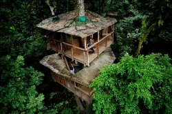 katinwonderland:  theurbanunderachiever: The ultimate tree house