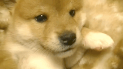 rraaaarrl:  Shiba Inu Puppy [x] 