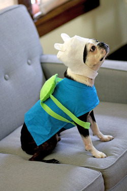 superpunch2:  Michael Fleming’s dog dressed as Finn from Adventure