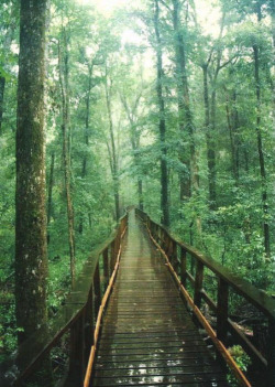 welcome-to-the-stressless-zone:  Congaree National Park - S.