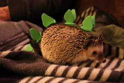 The hedgehog in her halloween costume: a stegosaurus. 