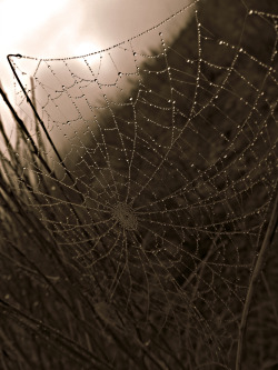 laurabfernandez:  Threads capturing dew. ©2012laurabfernández