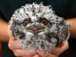 theanimalblog:  A four-week-old tawny frogmouth (a type of owl)