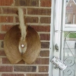 WTF … a deer butt doorbell?! Okay, it’s pretty creative,