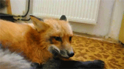 likeafawkes:  foxinahumancostume:   red fox gif masterpost….