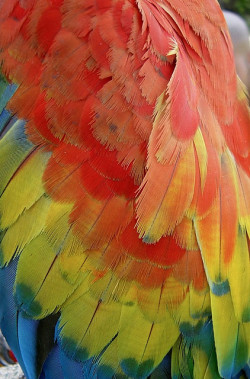 animalgazing:  Scarlet macaw by lynx81 on Flickr.