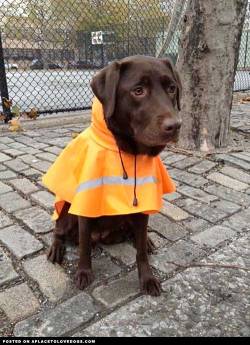 aplacetolovedogs:  Chocolate Labrador puppy looking so cute and