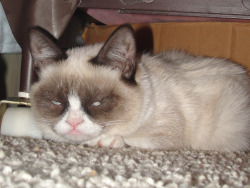 tardthegrumpycat:  Sleeping under the bed as usual.