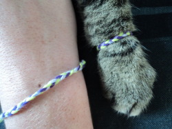 anclrew:  one time i made friendship bracelets for my cat and